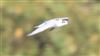 White-winged Black Tern