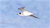 White-winged Black Tern