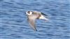 White-winged Black Tern