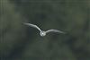 White-winged Black Tern