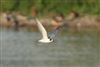 White-winged Black Tern