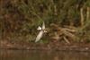 White-winged Black Tern