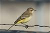 Yellow Wagtail