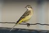 Yellow Wagtail