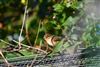 Chiffchaff