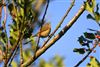 Chiffchaff