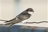 House Martin