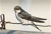 House Martin