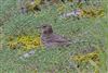 Rock Pipit