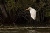 Great White Egret