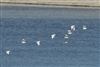 Cattle Egret