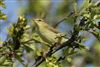 Willow Warbler