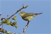 Willow Warbler