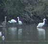 Great White Egret