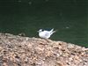 Little Tern