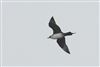 Arctic Skua