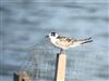 White-winged Black Tern