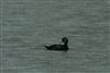 Common Scoter