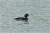 Common Scoter