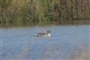 Photo of Pintail at New workings, Moor Green Lakes, Berkshire. Taken by Don Broadbridge on 21st November 2025.