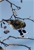 Siskin