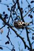 Siskin