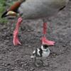 Egyptian Goose