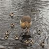 Egyptian Goose