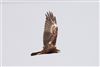 Marsh Harrier
