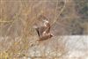 Marsh Harrier