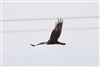 Marsh Harrier