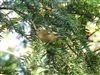 Goldcrest