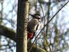 Great Spotted Woodpecker