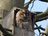 Tawny Owl