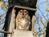 Tawny Owl
