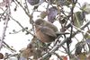 Dartford Warbler