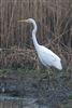 Great White Egret