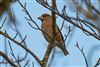 Hawfinch
