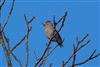 Hawfinch