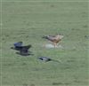 Red Kite
