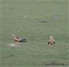 Red Kite