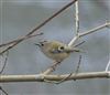 Goldcrest