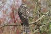 Sparrowhawk