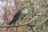 Sparrowhawk