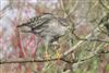 Sparrowhawk