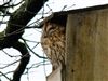 Tawny Owl