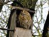 Tawny Owl