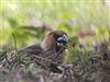 Hawfinch
