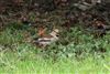 Hawfinch