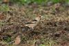 Hawfinch